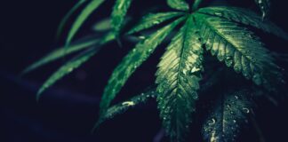 Cannabis Vera, czyli crowdfunding na rynku konopnym. Rozmowa z przedstawicielami spółki Cannabis Vera - rynek konopny