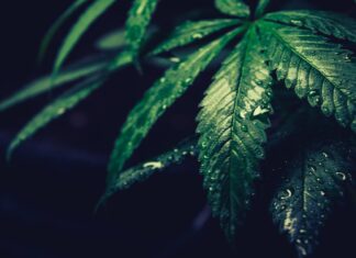 Cannabis Vera - rynek konopny