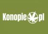 Konopie.pl S.A. z pomysłem kampanii crowdfundingowej na Beesfund konopie