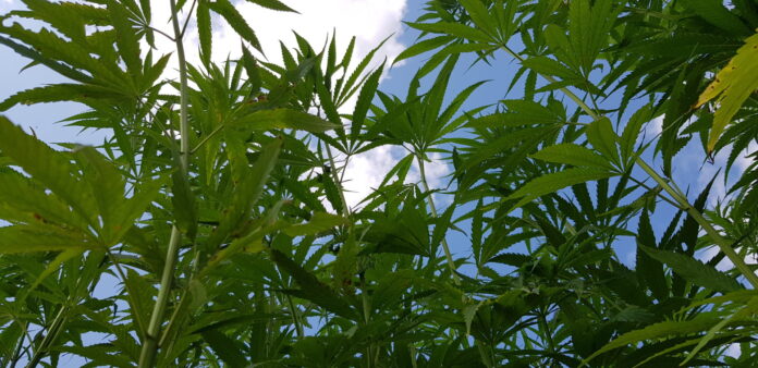 kombinat-konopny-pole Kombinat Konopny