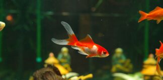 Reef Factory pozyskał 12 mln zł w rundzie seed. Współtwórcą jeden z założycieli Vivid Games rybki w akwarium