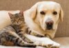 pies i kot