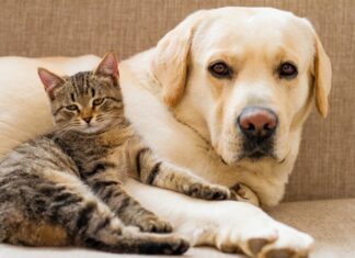 Na CrowdConnect rusza druga transza oferty publicznej „Instagrama dla zwierząt” pies i kot